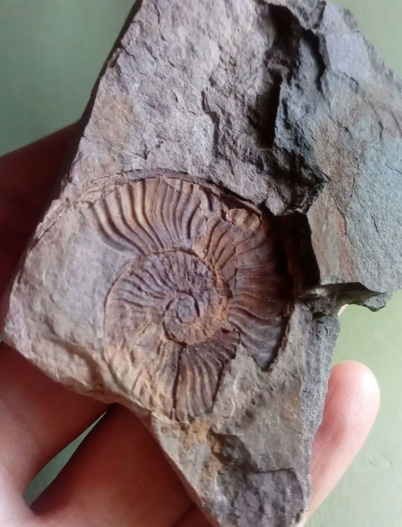 山口県産　アンモナイト　美麗標本　クレビセラス　極希少