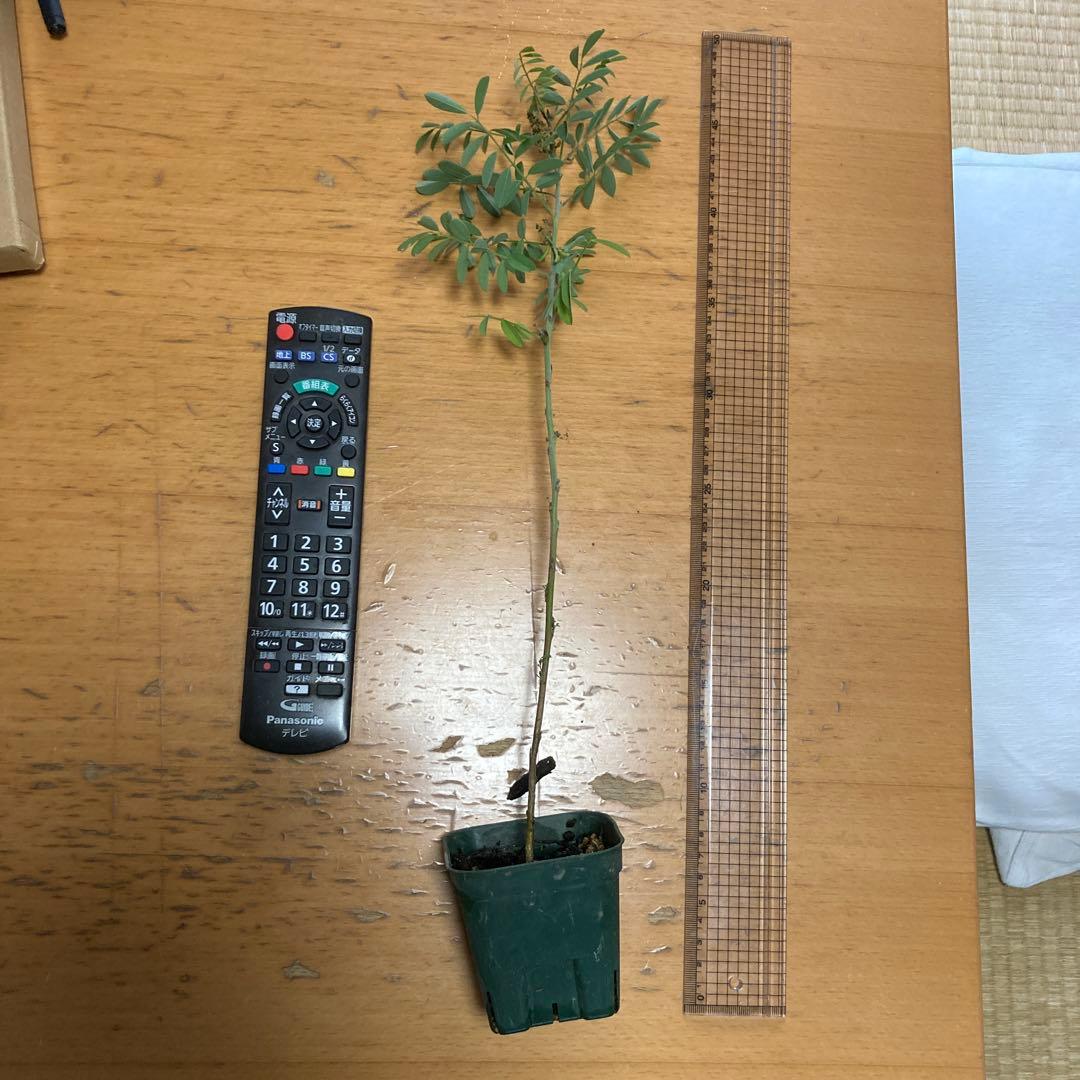 藍 インド藍 インディゴ 苗 開花結実中 お手頃サイズ②