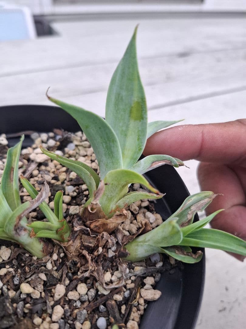 ひーさん確認用