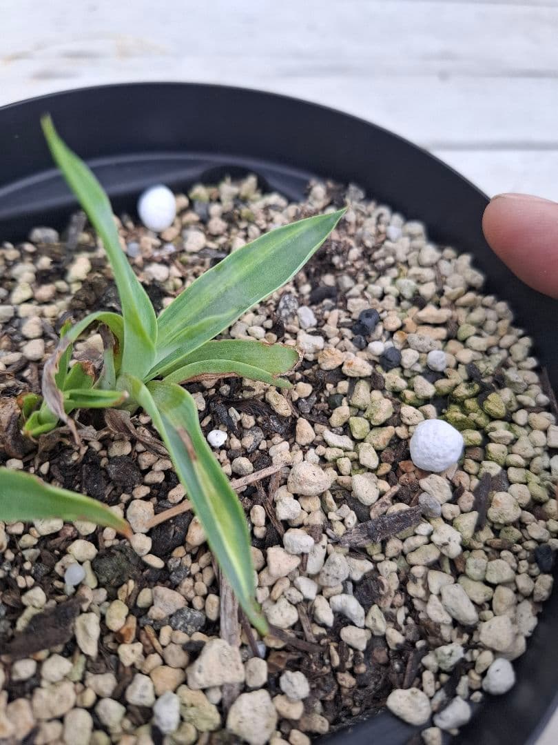 ひーさん確認用