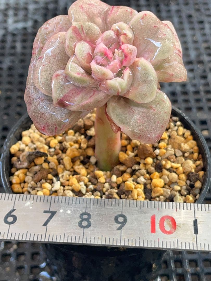 ラブリーローズ錦　赤斑入り　多肉植物　エケベリア　虹斑入り色斑入りも販売中