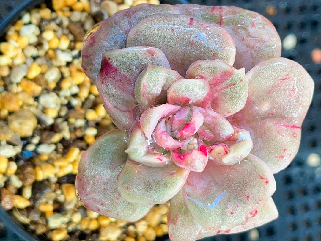 ラブリーローズ錦　赤斑入り　多肉植物　エケベリア　虹斑入り色斑入りも販売中