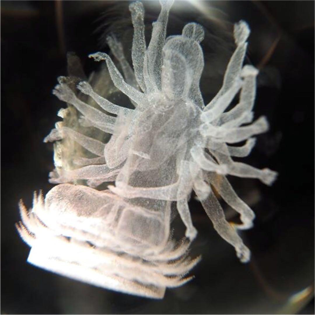 ★限定特選品★極上レーザー彫刻☆【80mm丸玉♢千手観音像&護符カード】❤️