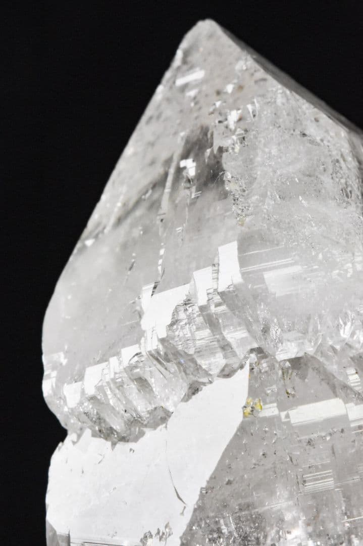 ガネーシュヒマール産 2段再成長ポイント