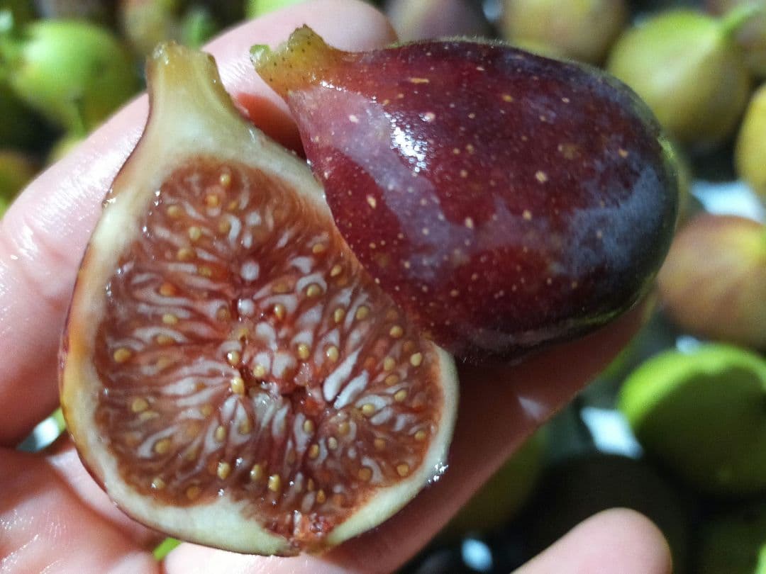 イチジク穂木お問合せ用 - メルカリ