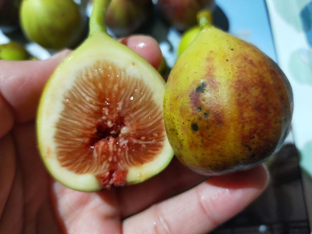 イチジク穂木お問合せ用 - メルカリ