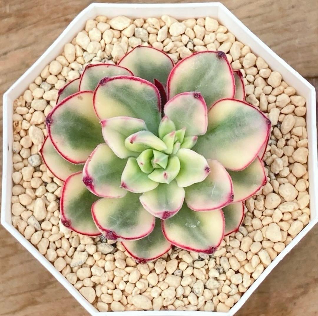 お纏め 多肉植物 覆輪❁︎ジョアンダニエル錦 カット