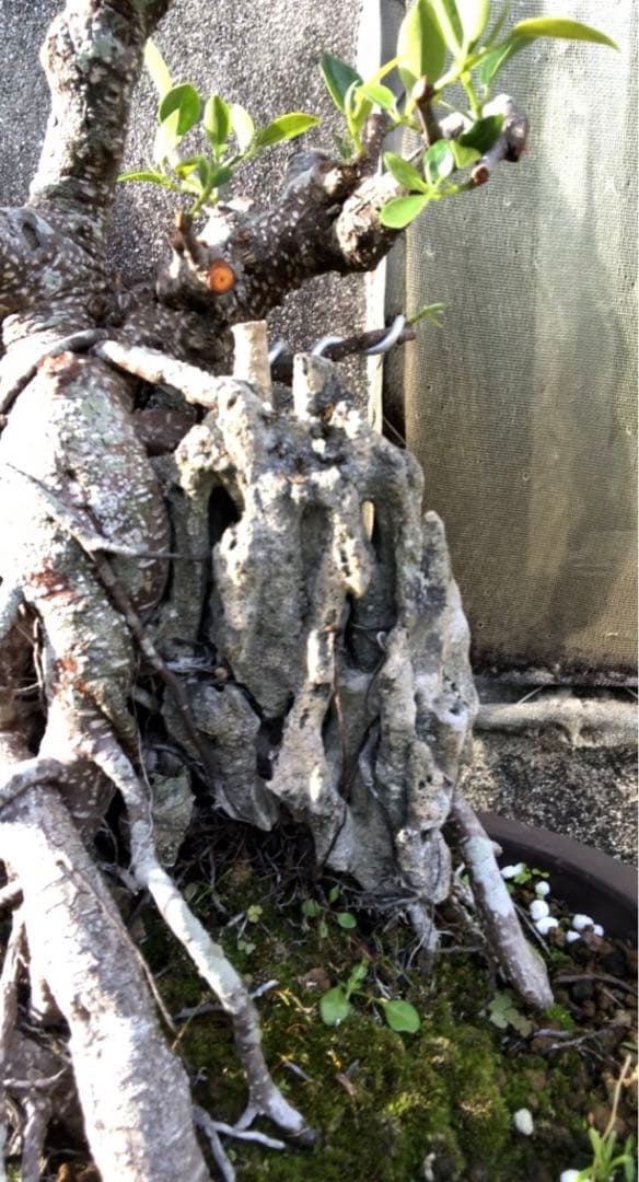 ガジュマル珊瑚石付き盆栽•持ち込み古い - メルカリ