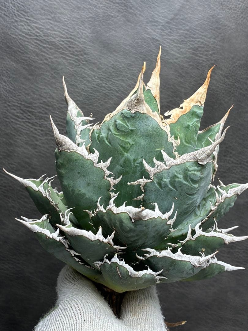 お*そ様 アガベ 名峰富士 仔株【希少 選抜】検索 ロウルサンコ 姫笹の