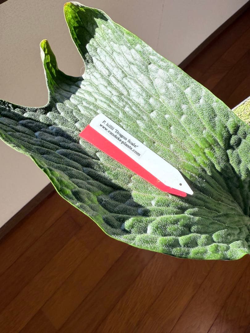 P. hillii 'Dragon Scale' ③子株ビカクシダ