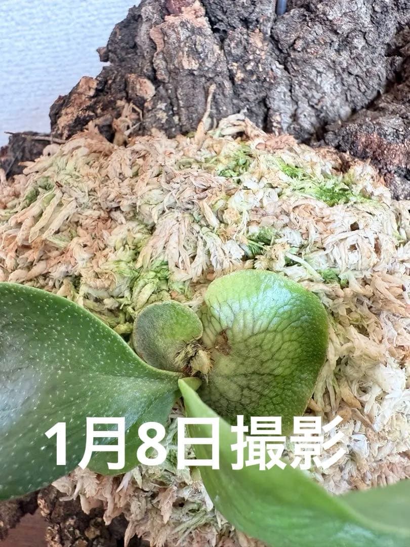 P. hillii 'Dragon Scale' ③子株ビカクシダ