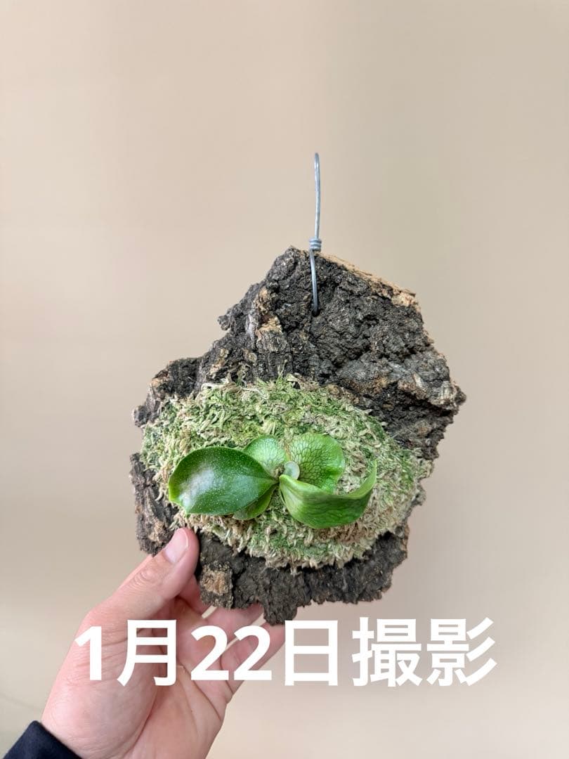 P. hillii 'Dragon Scale' ③子株ビカクシダ