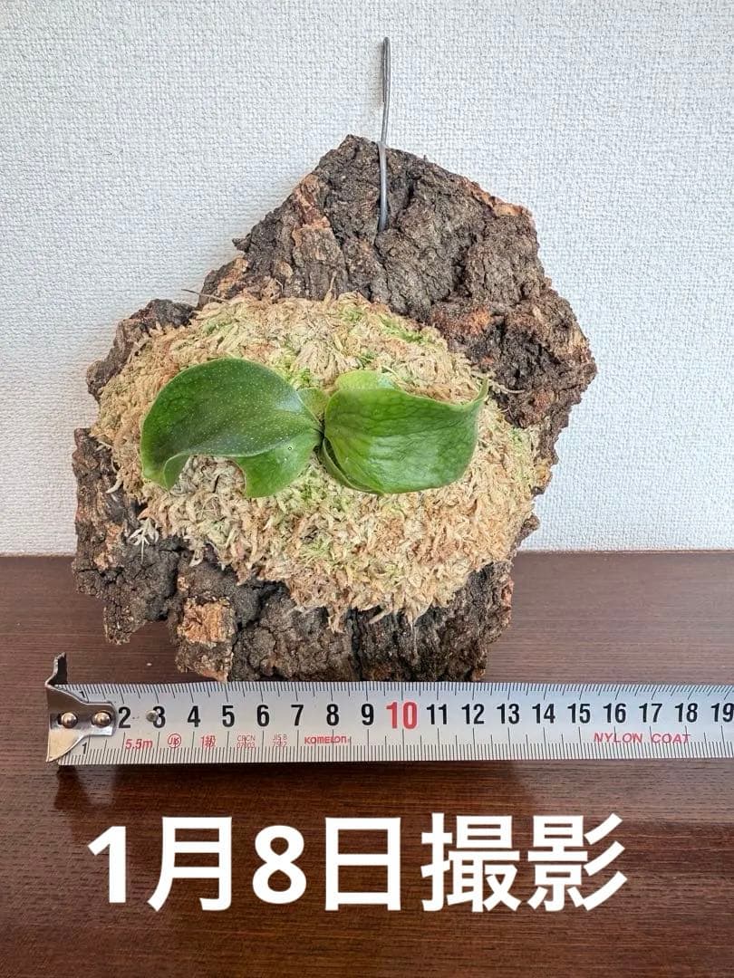 P. hillii 'Dragon Scale' ③子株ビカクシダ