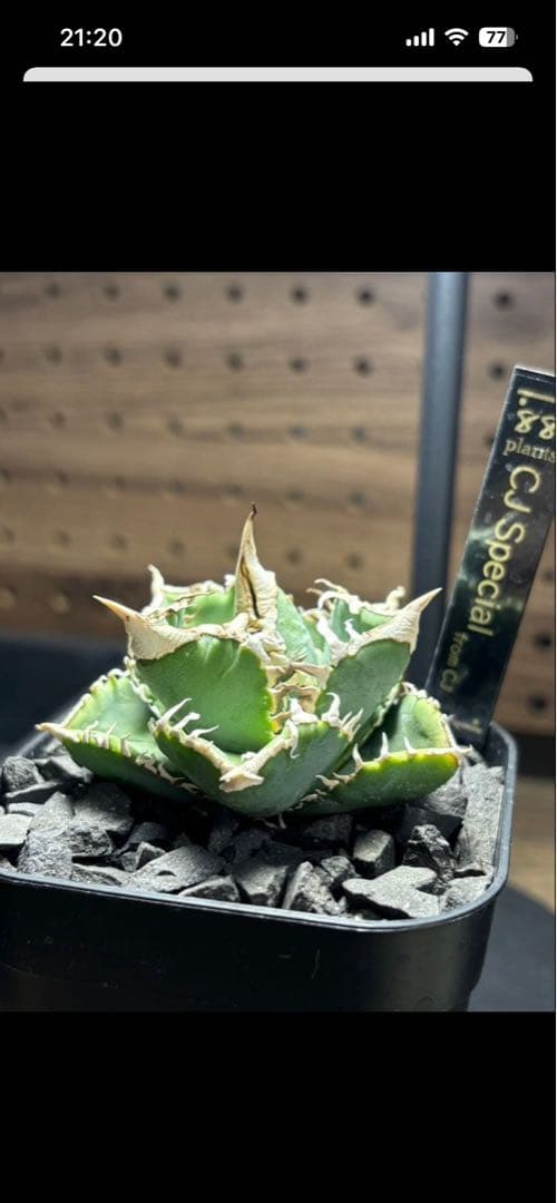 アガベ　CJ Special ホホジロタイプ　発根済⑤