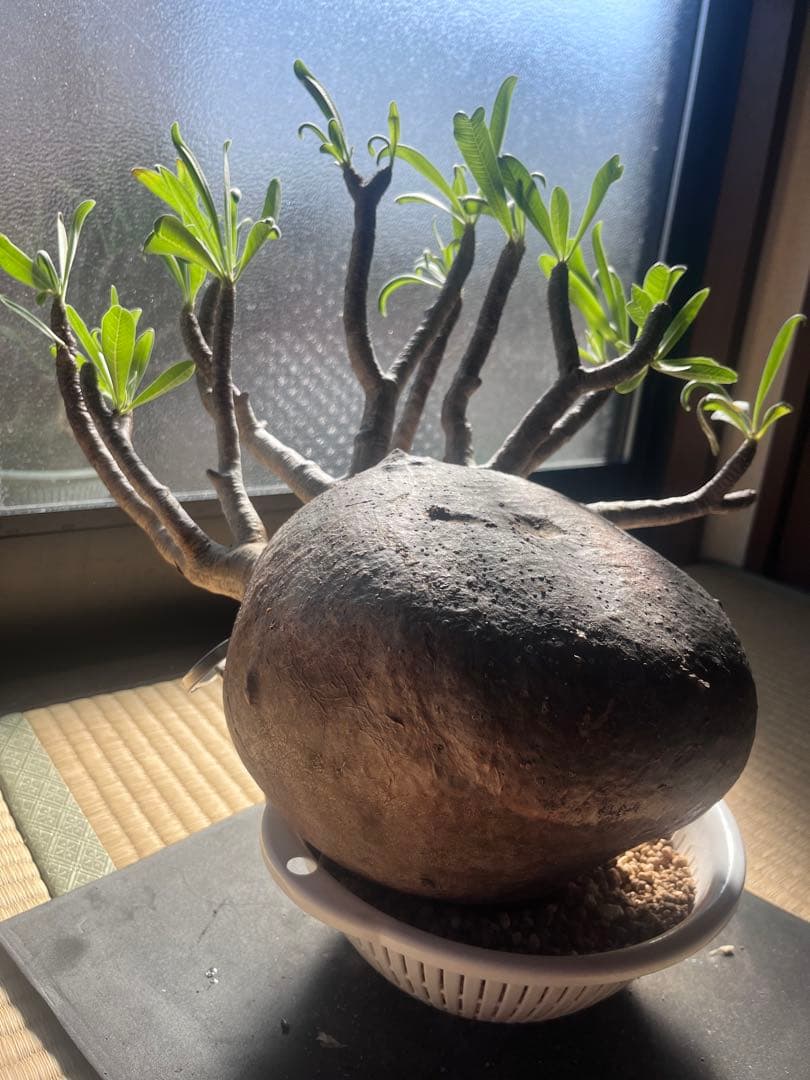 塊根植物　グラキリス　希少　特大　メガキリス　未発根