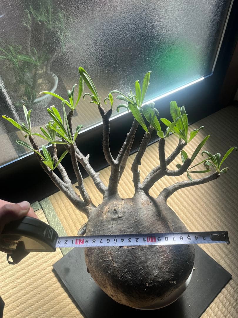 塊根植物　グラキリス　希少　特大　メガキリス　未発根
