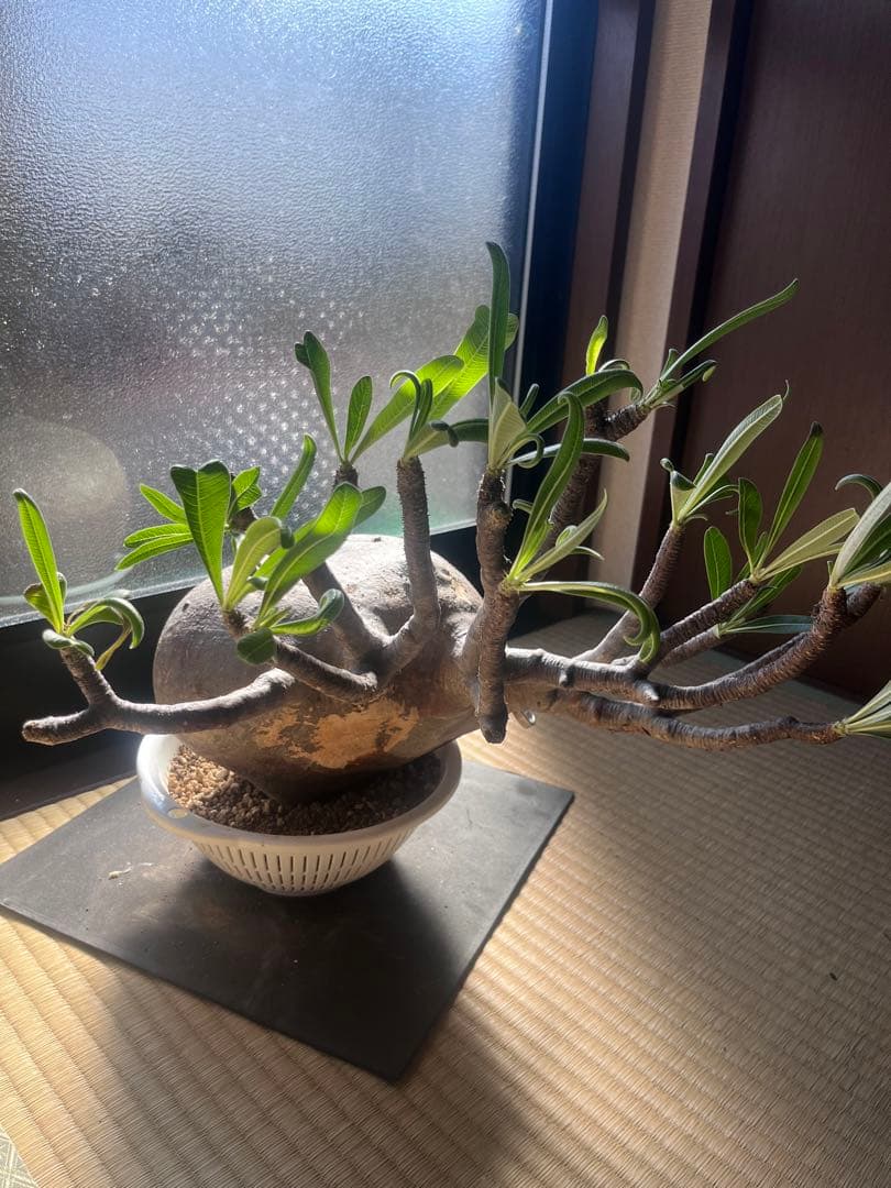 塊根植物　グラキリス　希少　特大　メガキリス　未発根