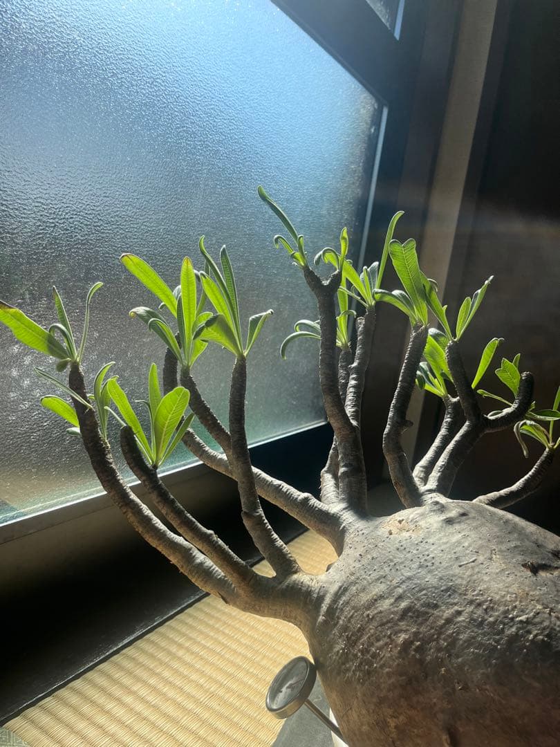 塊根植物　グラキリス　希少　特大　メガキリス　未発根