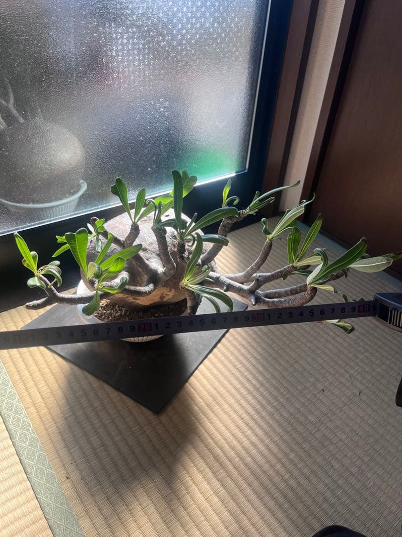 塊根植物　グラキリス　希少　特大　メガキリス　未発根