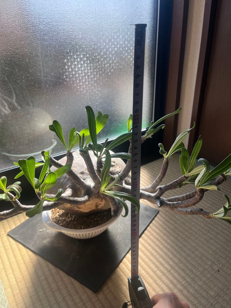 塊根植物　グラキリス　希少　特大　メガキリス　未発根