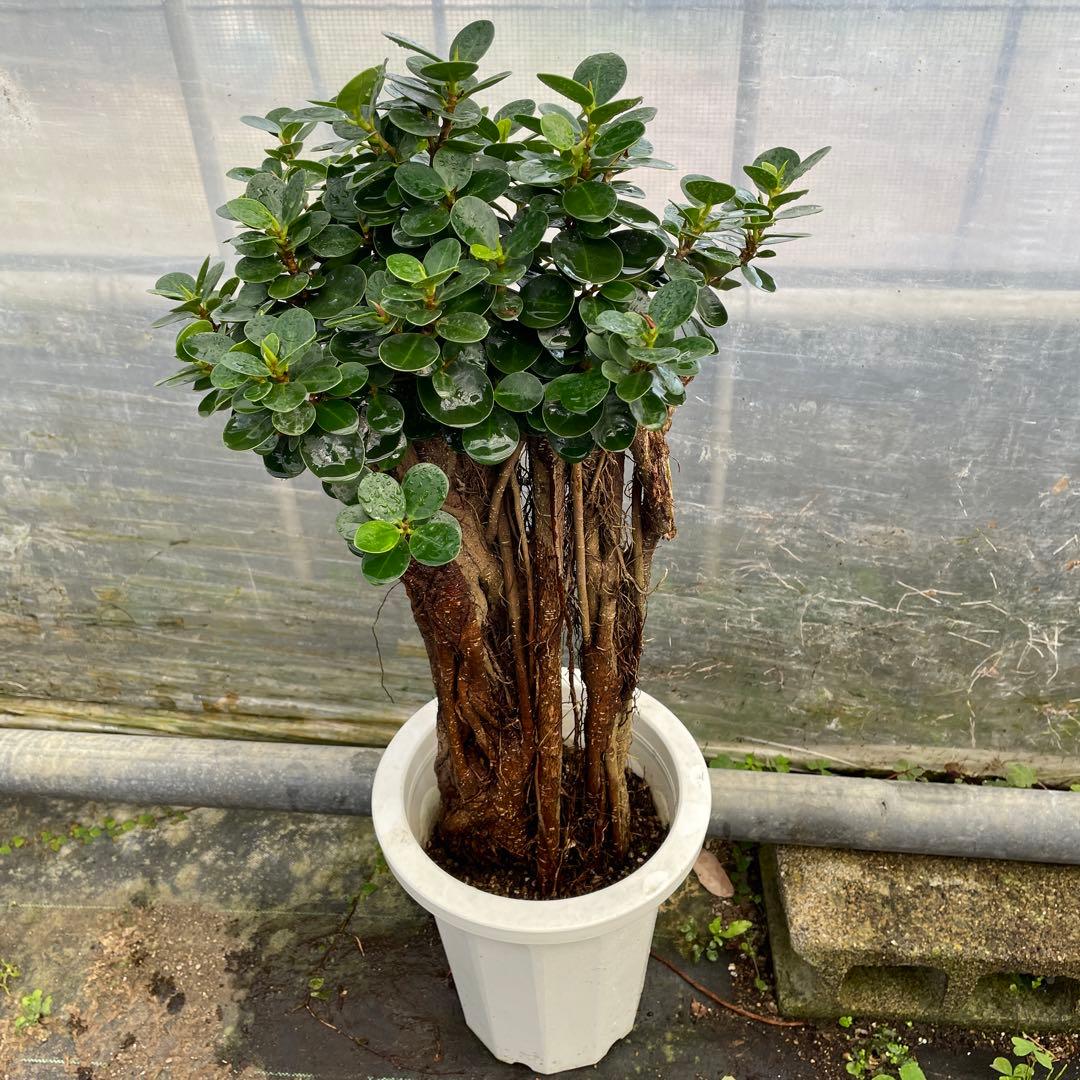 パンダガジュマル コパンダ接木 8号サイズ