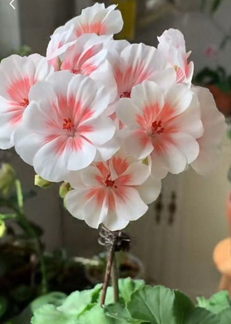 希少品種ゼラニウム 珍しいゼラニウム 海外品種ゼラニウム wl01 - メルカリ