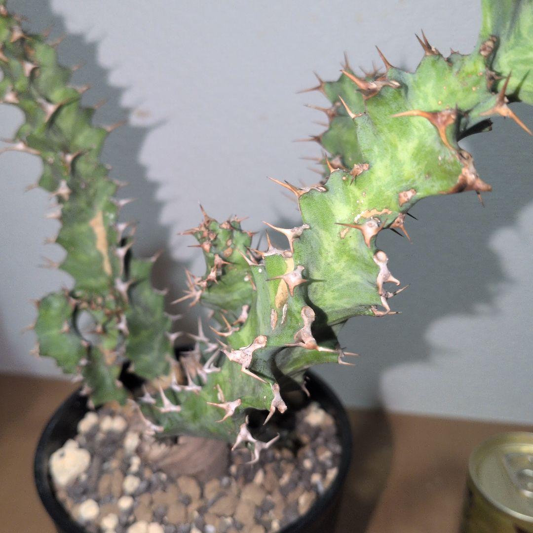 ユーフォルビア　クラビゲラ　大株 実生（鉢付き)