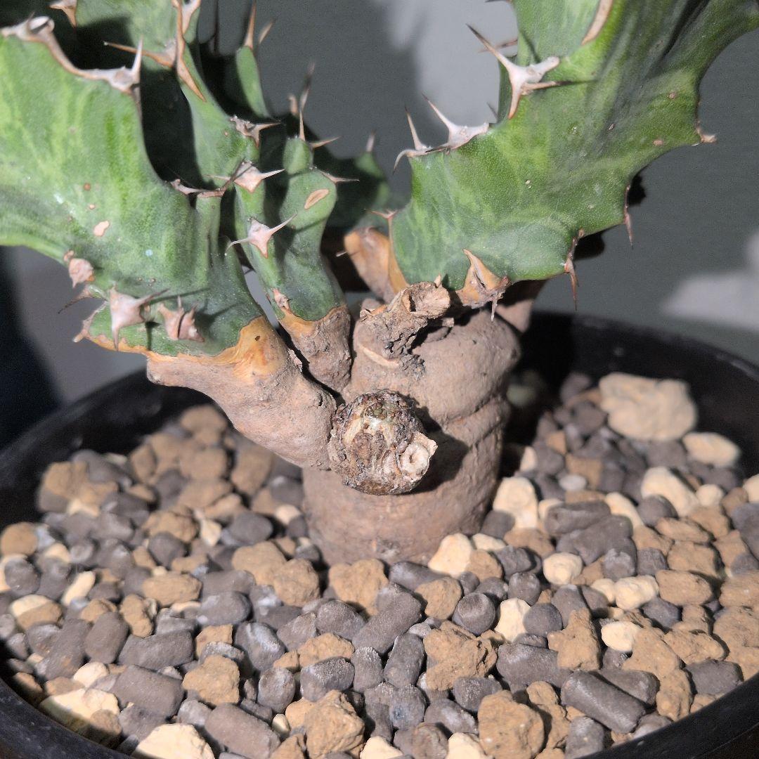 ユーフォルビア　クラビゲラ　大株 実生（鉢付き)