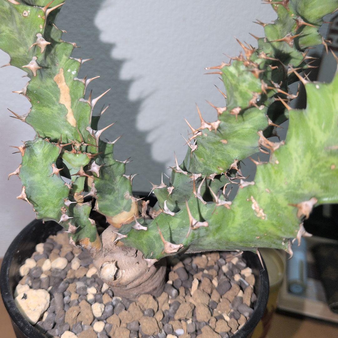 ユーフォルビア　クラビゲラ　大株 実生（鉢付き)