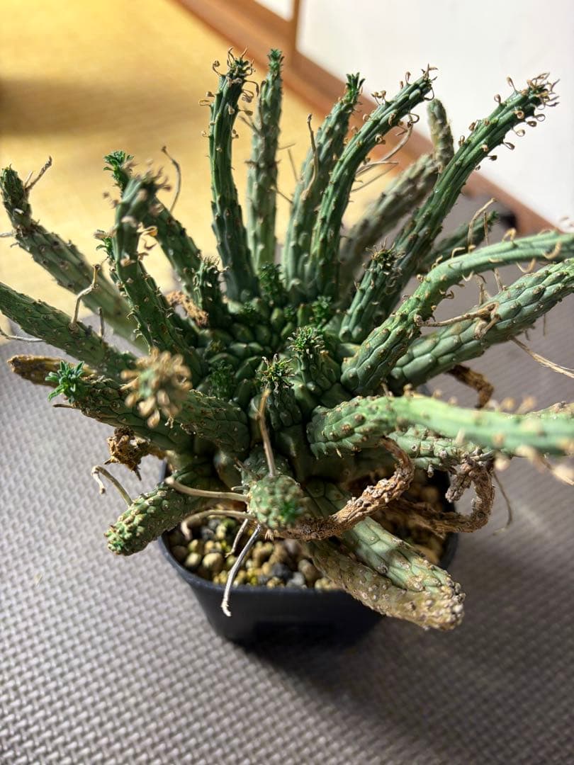 lifephoto.aki　ユーフォルビアフスカ2株