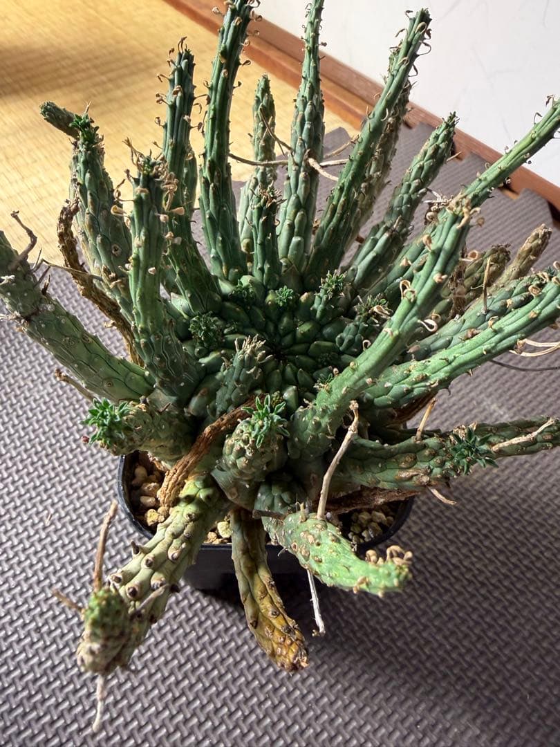 lifephoto.aki　ユーフォルビアフスカ2株