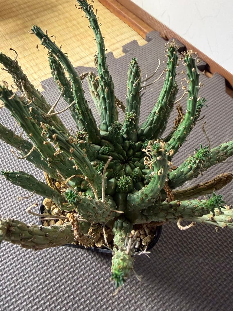 lifephoto.aki　ユーフォルビアフスカ2株