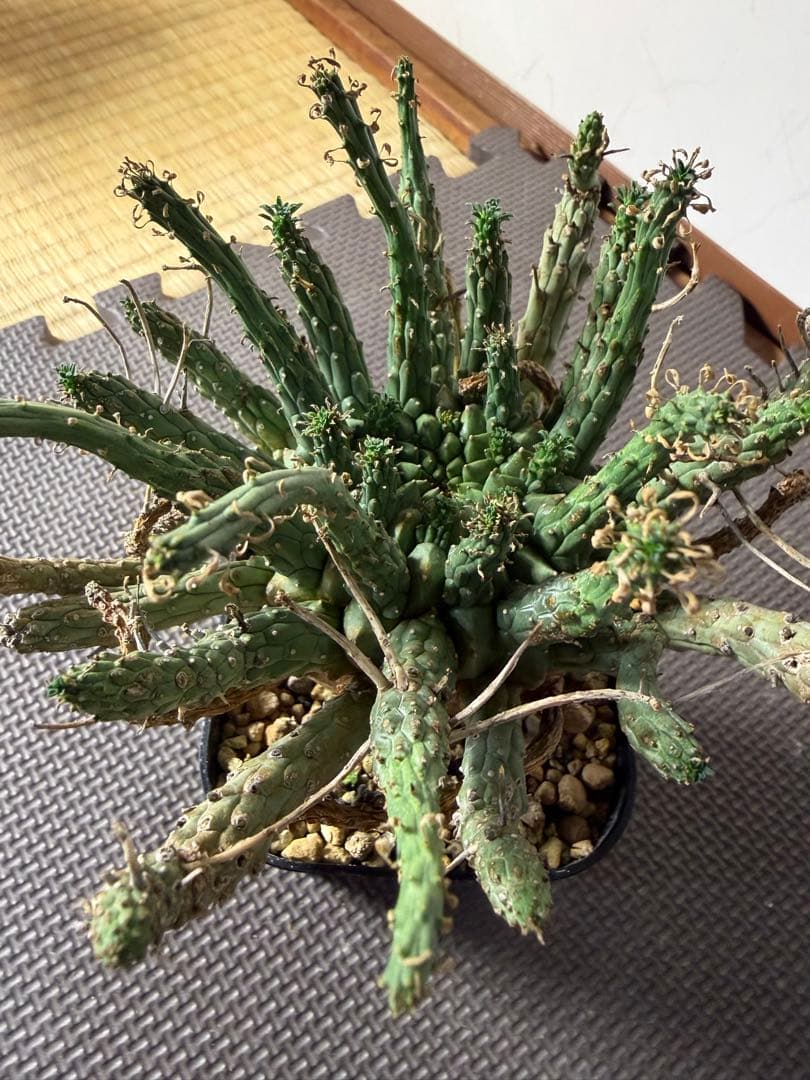 lifephoto.aki　ユーフォルビアフスカ2株