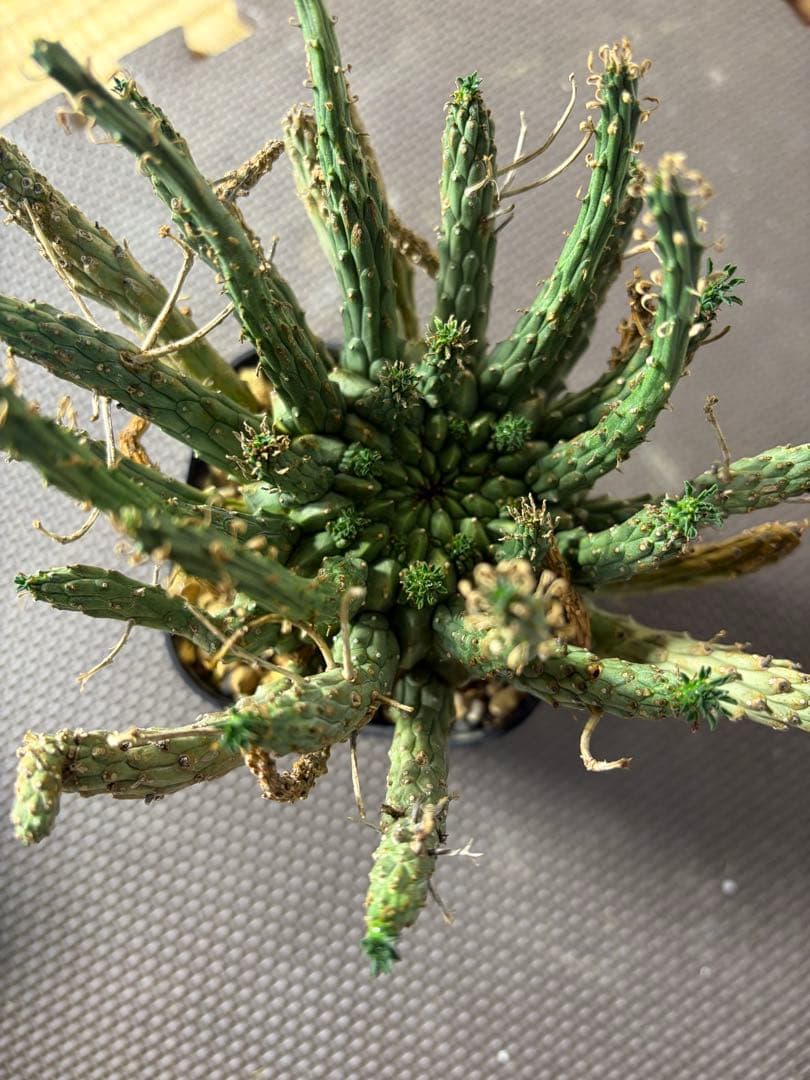 lifephoto.aki　ユーフォルビアフスカ2株