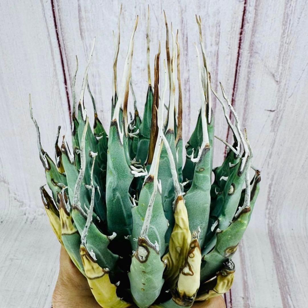 792 アガベ ユタエンシス エボリスピナ ロングスパイン 陽炎