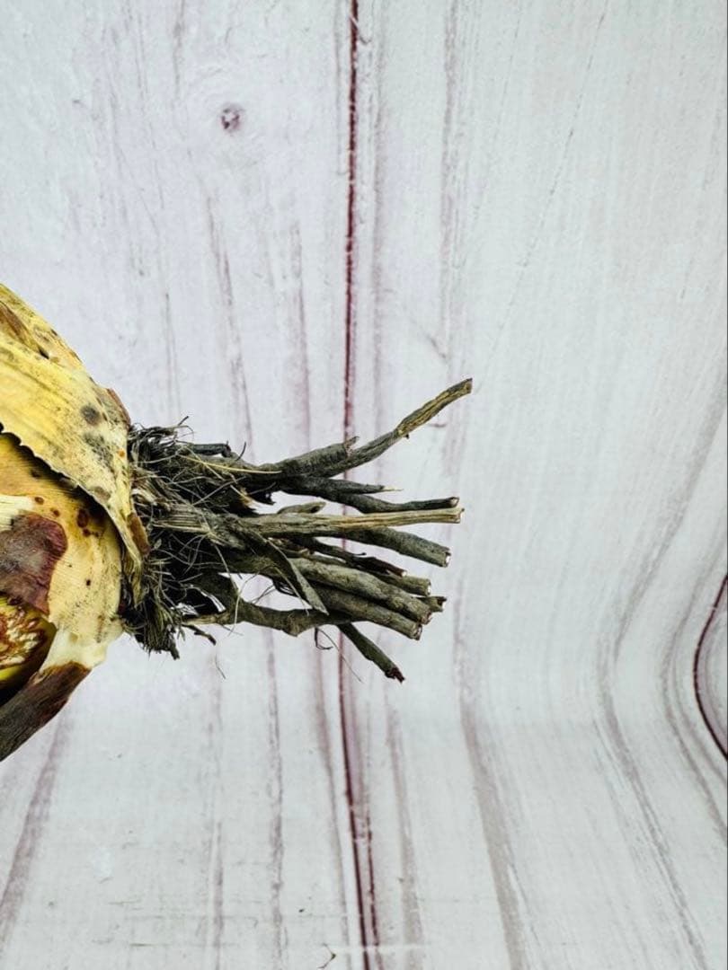 792 アガベ ユタエンシス エボリスピナ ロングスパイン 陽炎