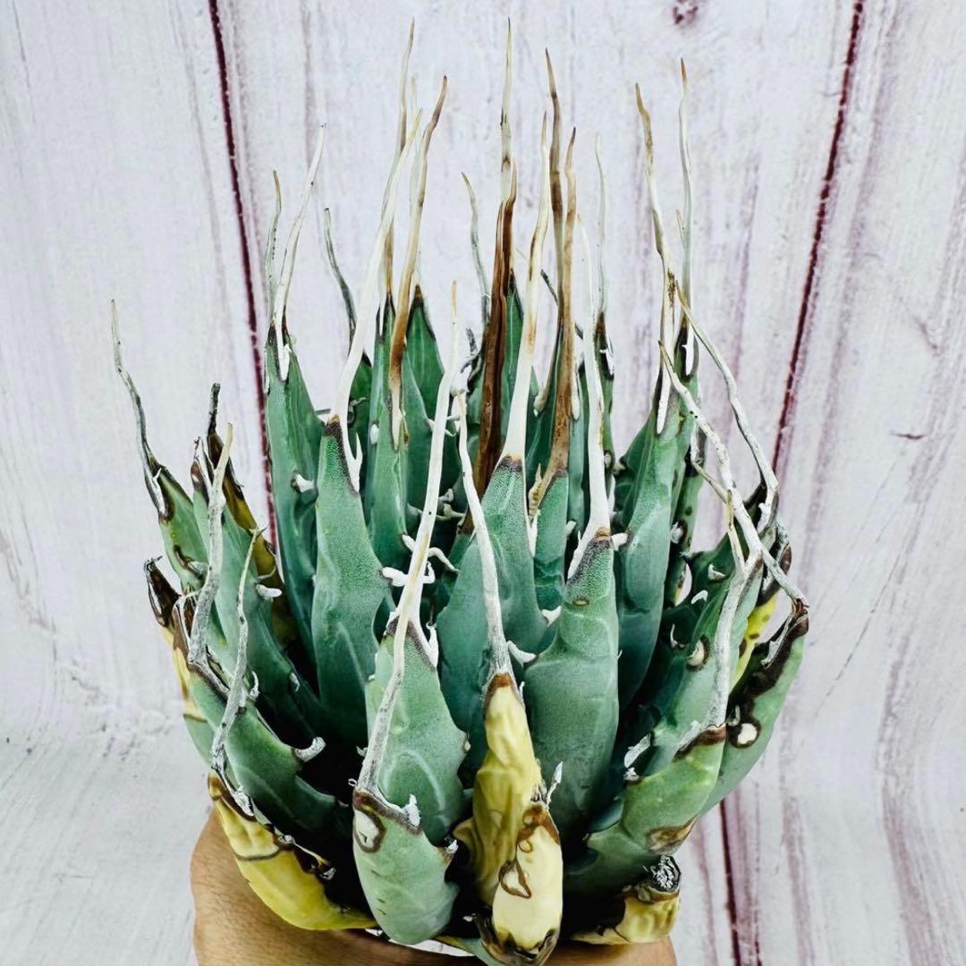 792 アガベ ユタエンシス エボリスピナ ロングスパイン 陽炎