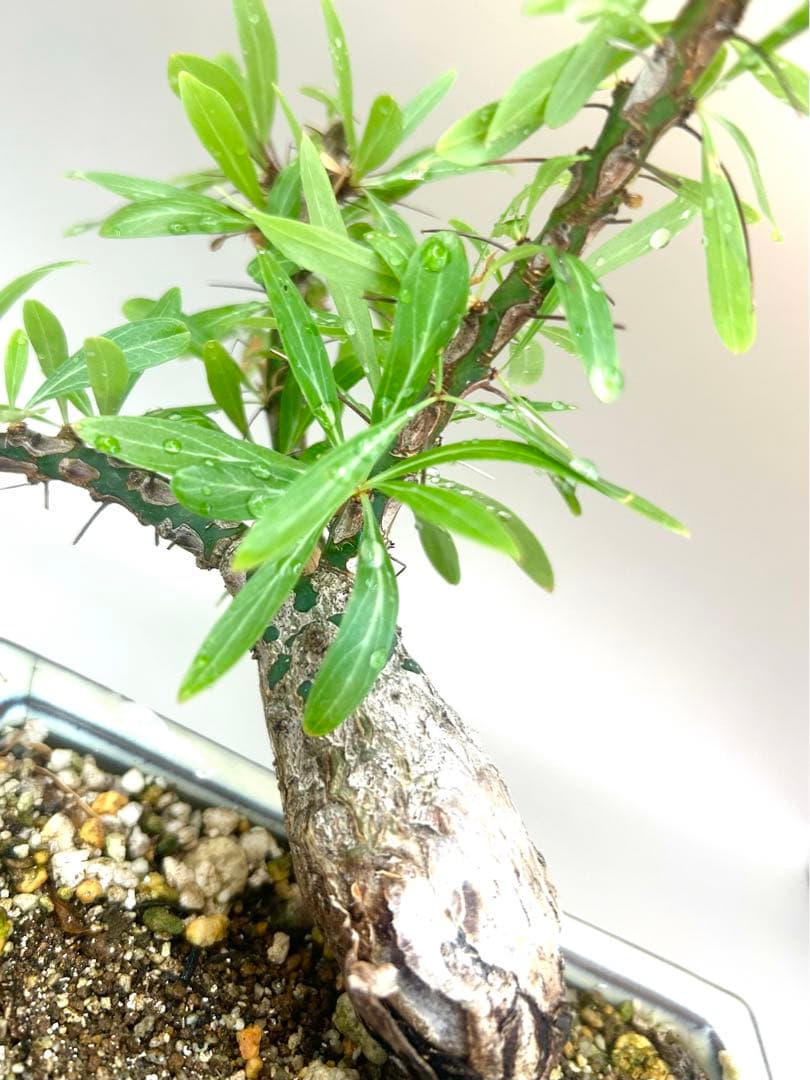 フォークイエリア　プルプシー　現地株　根上がり仕立て　塊根部約4cm 高さ約27