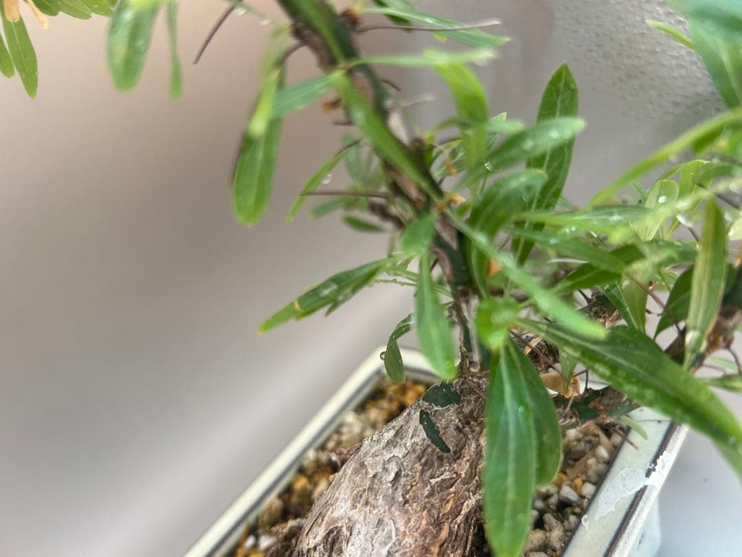 フォークイエリア　プルプシー　現地株　根上がり仕立て　塊根部約4cm 高さ約27