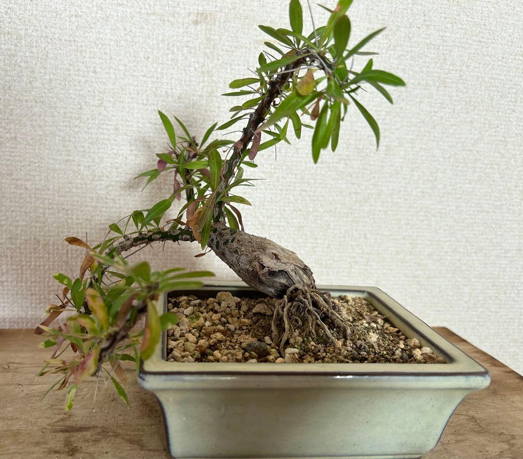 フォークイエリア　プルプシー　現地株　根上がり仕立て　塊根部約4cm 高さ約27