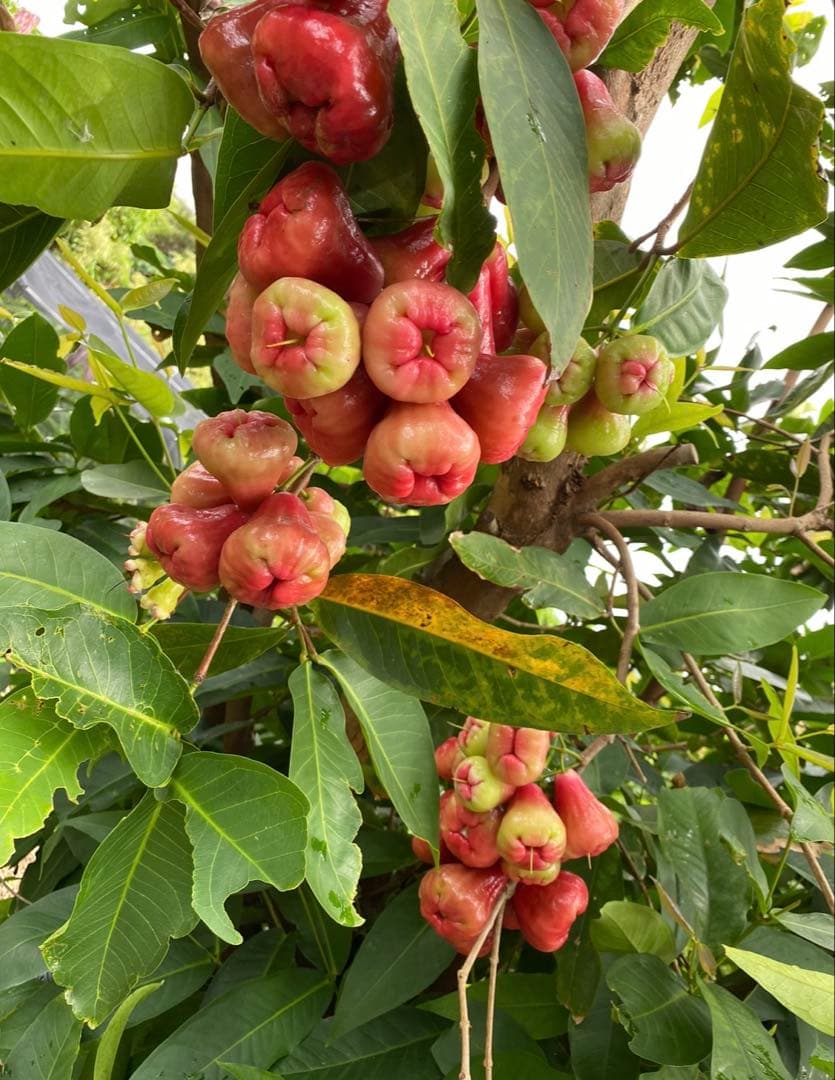 わこー【熱帯果樹】レンブ 黒真珠