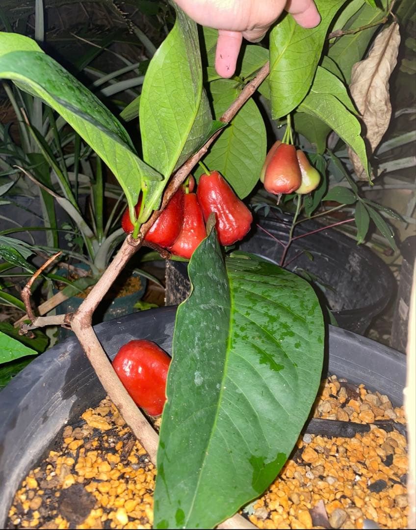 わこー【熱帯果樹】レンブ 黒真珠