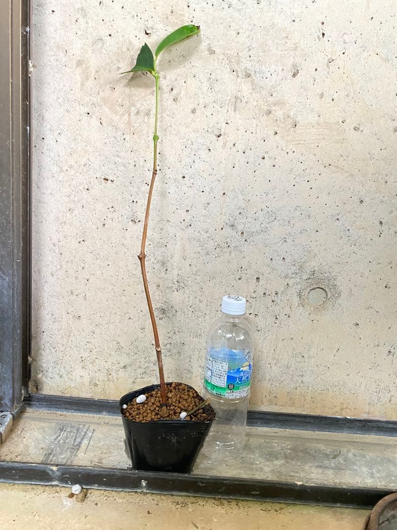 わこー【熱帯果樹】レンブ 黒真珠