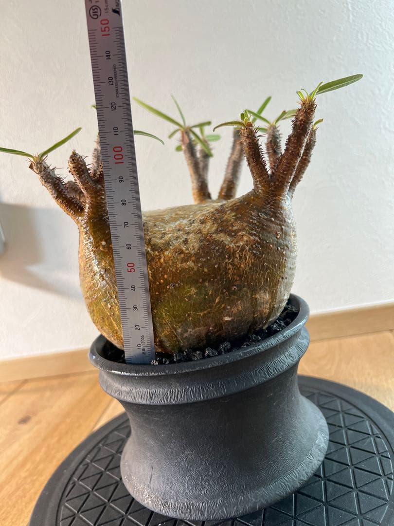 アツ　グラキリス