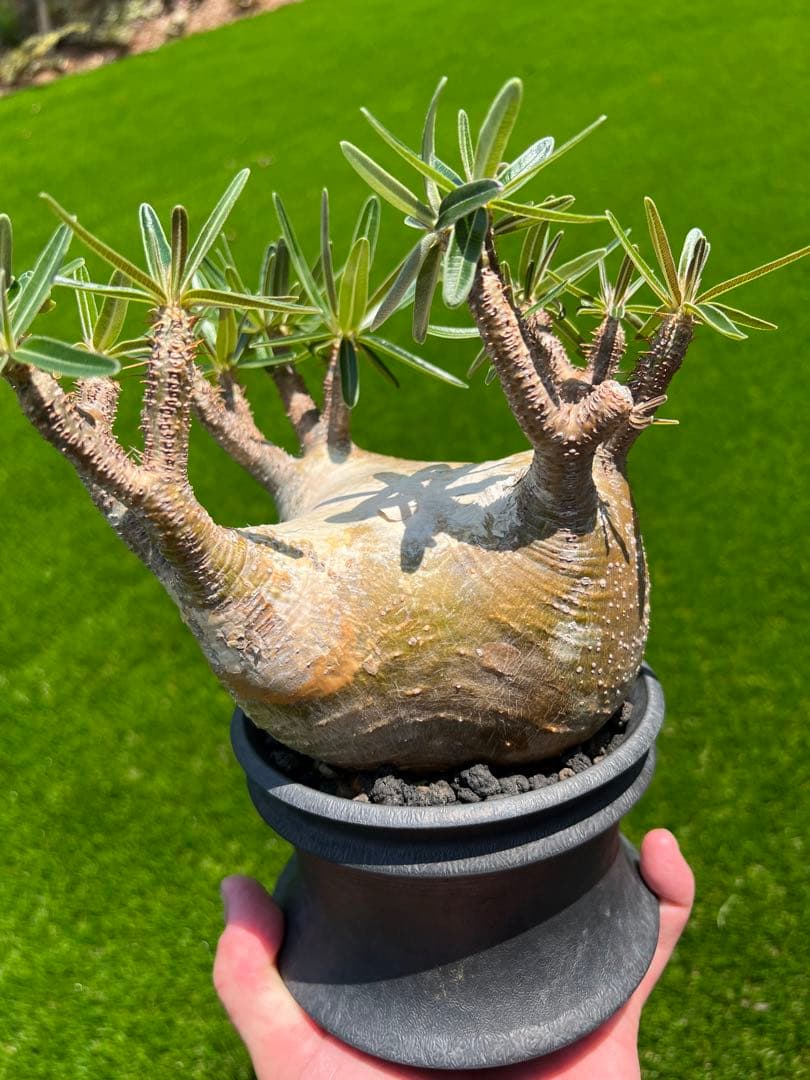 アツ　グラキリス