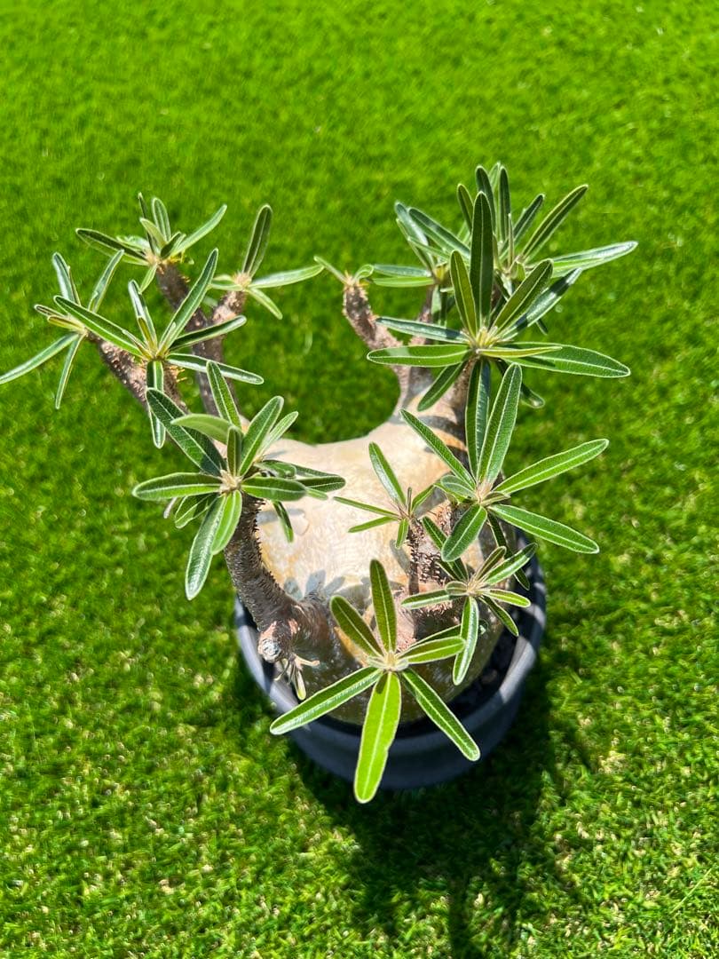 アツ　グラキリス