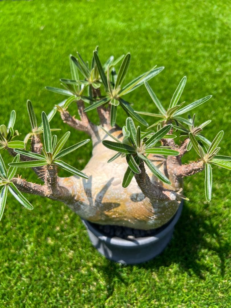 アツ　グラキリス