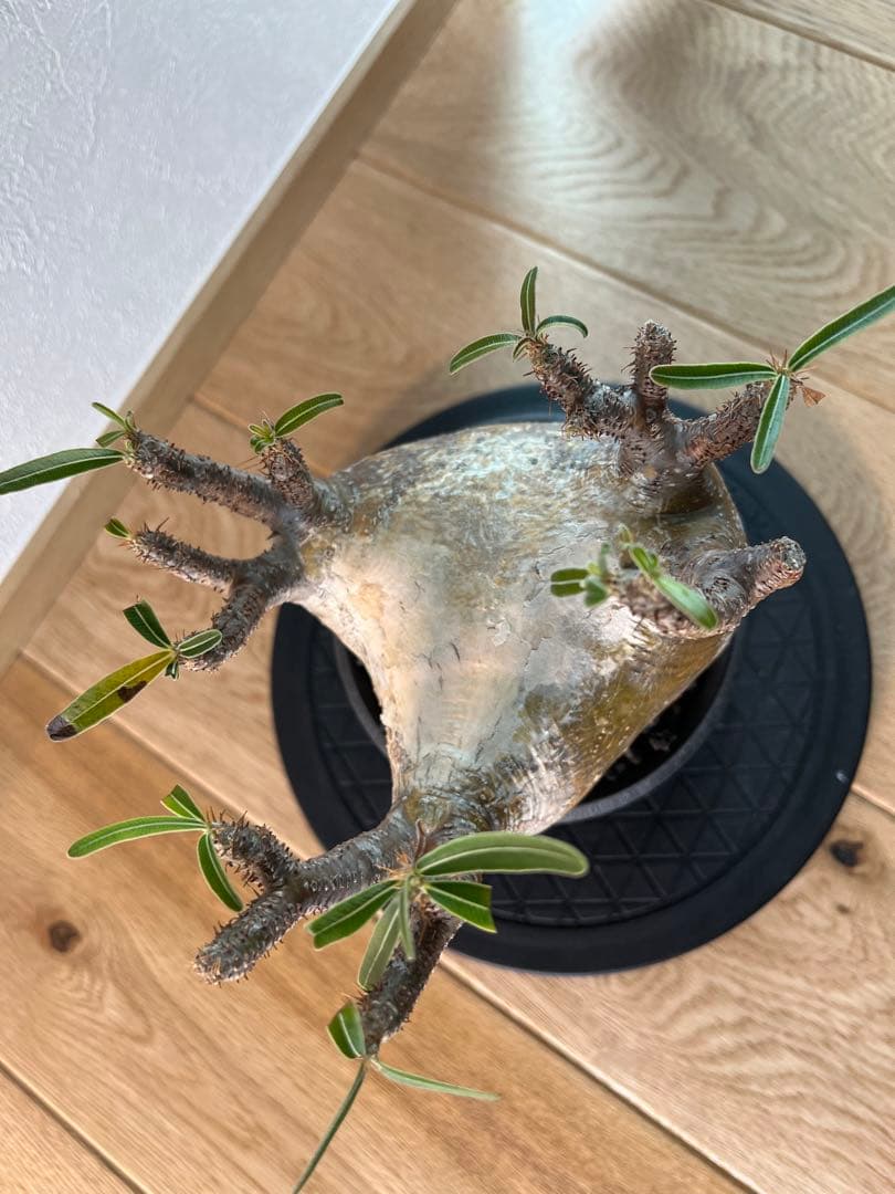 アツ　グラキリス