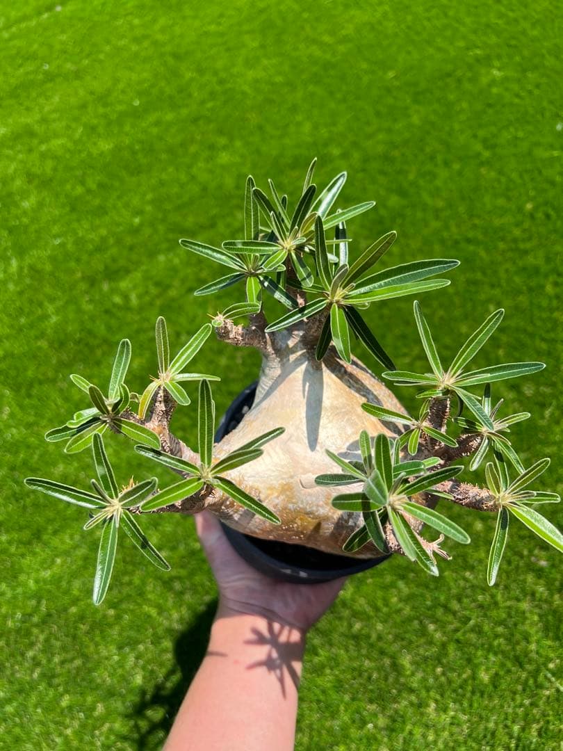 アツ　グラキリス