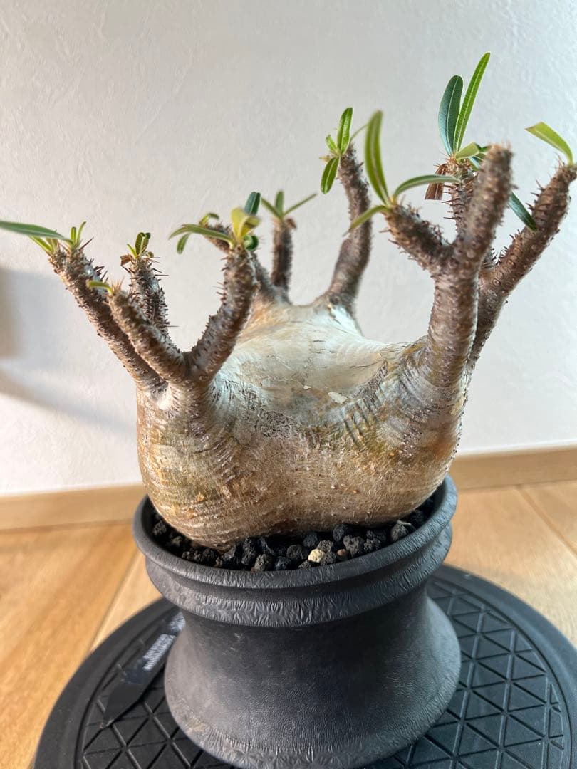 アツ　グラキリス